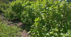 Продам Дачу, дачный дом с участком в с/т Лотос, Вышгородский р-н